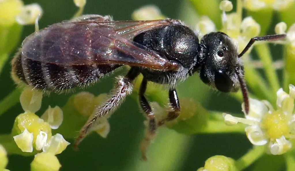 Halictus tripartitus - photo 3