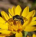 Halictus virgatellus - Halictus virgatellus