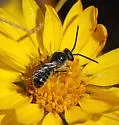 Halictus virgatellus - photo 2