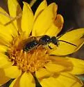 Halictus virgatellus - photo 3