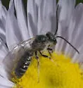 Halictus virgatellus - photo 4