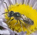 Halictus virgatellus - photo 5
