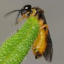 Halidamia affinis - photo 2