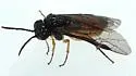 Halidamia affinis - photo 3