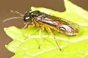 Halidamia affinis - photo 4