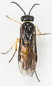 Halidamia affinis - photo 5