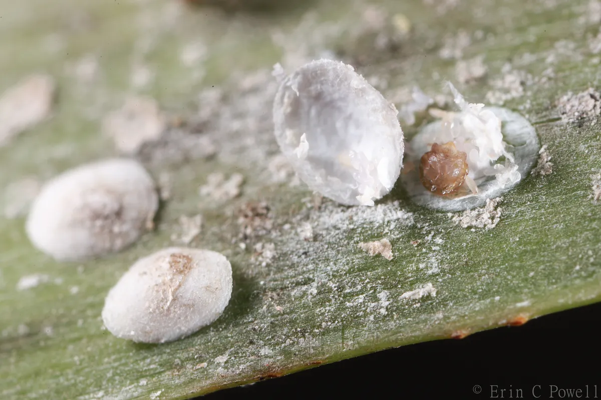 Halimococcidae - photo 3