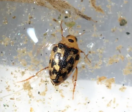 Crawling Water Beetles - photo 3