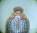 Haliplus apicalis - photo 4
