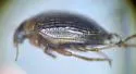 Haliplus apicalis - photo 5