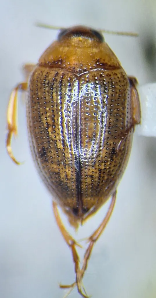 Haliplus cylindricus - photo 2