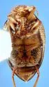 Haliplus distinctus - photo 2
