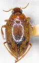 Haliplus dorsomaculatus