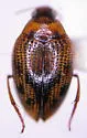 Haliplus dorsomaculatus - photo 2