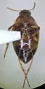 Haliplus dorsomaculatus - photo 4