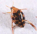 Haliplus fasciatus