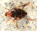 Haliplus fasciatus - photo 3