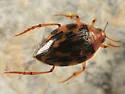 Haliplus fasciatus - photo 4