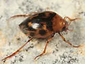 Haliplus fasciatus - photo 5