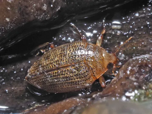 Haliplus flavicollis