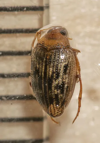 Haliplus fulvus