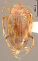 Haliplus gracilis