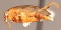 Haliplus gracilis - photo 2