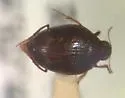 Haliplus havaniensis