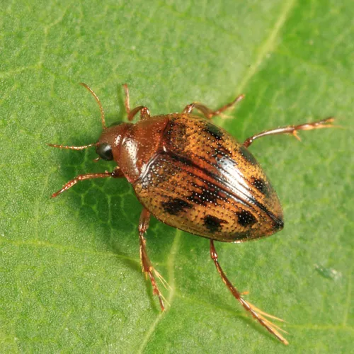 Haliplus immaculicollis - photo 3