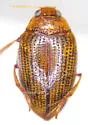Haliplus leechi