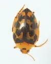 Haliplus leopardus