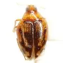 Haliplus lewisii