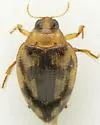 Haliplus lewisii - photo 2