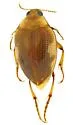 Haliplus mimeticus