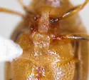Haliplus nitens