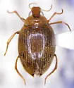 Haliplus nitens - photo 2