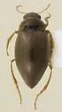 Haliplus parvulus