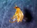 Haliplus parvulus - photo 2