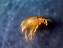 Haliplus parvulus - photo 3