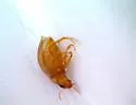 Haliplus parvulus - photo 4
