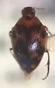 Haliplus punctatus