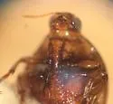 Haliplus punctatus - photo 2