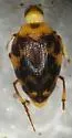 Haliplus punctatus - photo 3