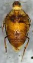Haliplus punctatus - photo 4