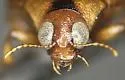 Haliplus punctatus - photo 5