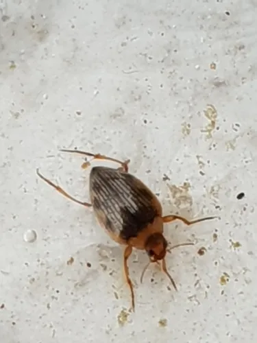 Haliplus ruficollis