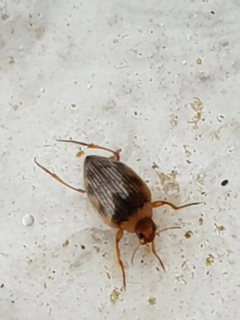 Haliplus ruficollis - photo 2