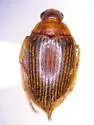 Haliplus stagninus