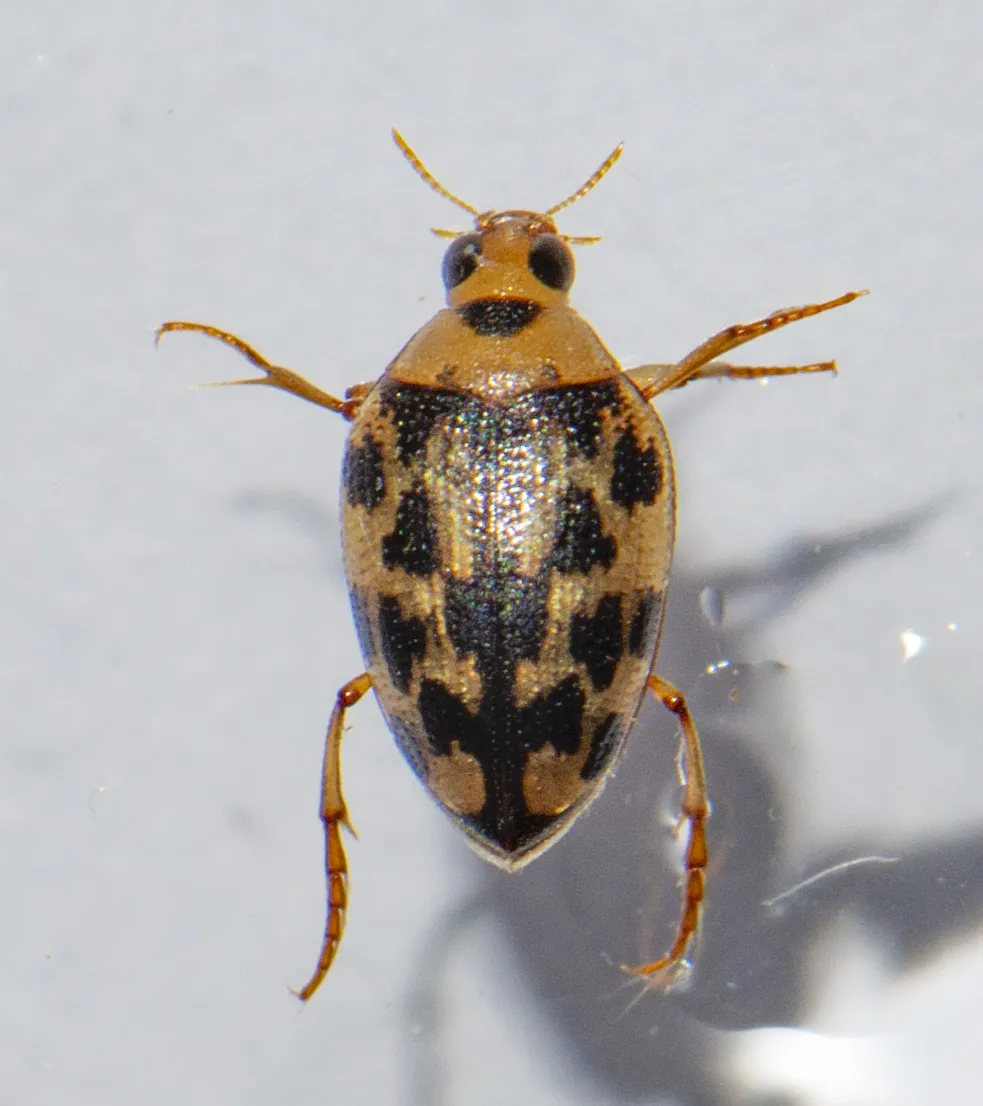 Haliplus triopsis