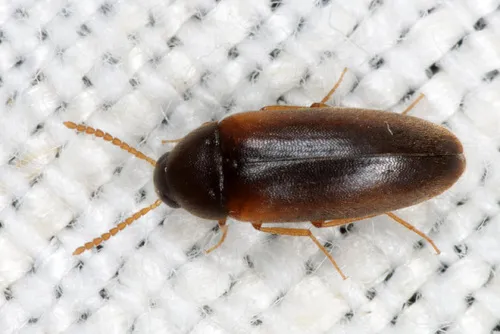 Hallomenus axillaris